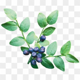 Blueberries - Blueberry Bush Transparent Background, HD Png Download - tree bush png