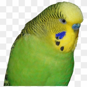 Budgie Png, Transparent Png - parakeet png