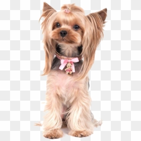 Terrier Drawing Yorkie Poo Clipart Library - Yorkshire Terrier Transparent Background, HD Png Download - yorkie png