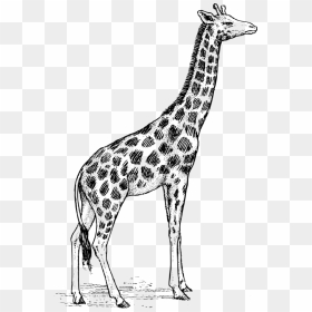 Giraffe Clipart Black And White - Giraffe Drawing, HD Png Download - baby giraffe png