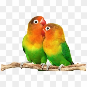 Love Birds Images Download, HD Png Download - parakeet png