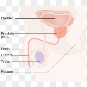 Position Of Prostate Cancer, HD Png Download - leukemia ribbon png