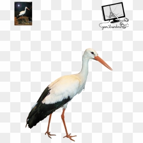 Thumb Image - Stork Png Transparent, Png Download - crane bird png
