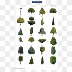 Conifers, HD Png Download - tree bush png
