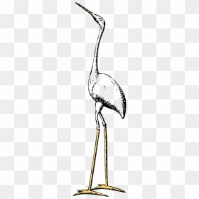 Stork, HD Png Download - crane bird png