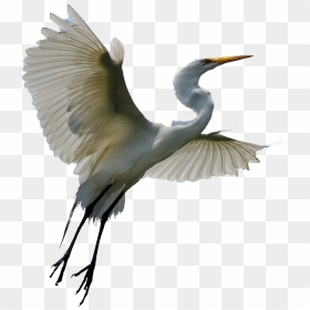 Flying Heron Transparent - Transparent Heron Png, Png Download - crane bird png