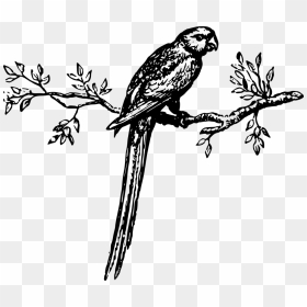 Transparent Parakeet Png - Parrot On A Branch Drawing, Png Download - parakeet png