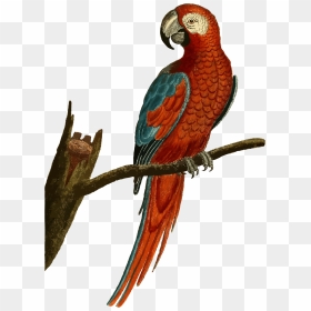 Vintage Parrot Png, Transparent Png - parakeet png