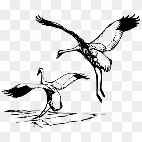 Heron Vector Crane Bird - Whooping Cranes Clipart, HD Png Download - crane bird png