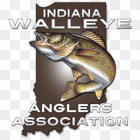 Poster, HD Png Download - walleye png