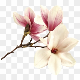 Flower Magnolia Magnolie Magnolias Tree Pink Summer - Pink Flower Magnolia Png, Transparent Png - magnolia tree png