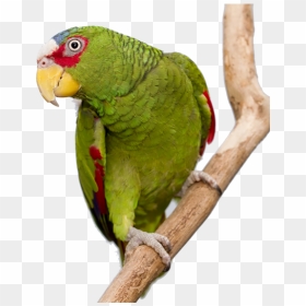 Parakeet 2png - Amazons - Budgie, Transparent Png - parakeet png