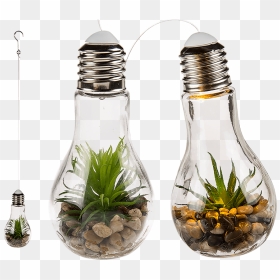 Transparent Hanging Light Bulb Png - Succulent In Light Bulb, Png Download - hanging light bulb png