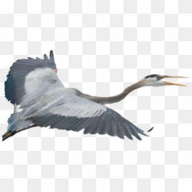 Flying Heron Png Clipart - Transparent Blue Heron, Png Download - crane bird png