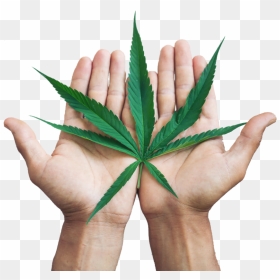 Halcyon Holdings Hemp Leaf In Hands - Cannabis Leaf Hand, HD Png Download - hemp leaf png