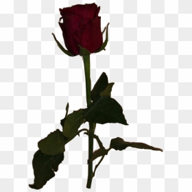 #meme #dead #rose #aesthetic #freetoedit - Dead Rose Png, Transparent Png - dead rose png