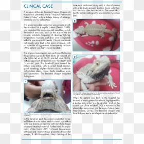 Bearded Dragon Enema, HD Png Download - bearded dragon png