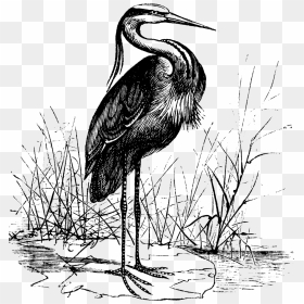 Transparent Crane Bird Png - Vintage Heron Illustration, Png Download - crane bird png