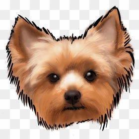 The Yorkshire Terrier, Or The Yorkie, May Be One Of - Easy Yorkie Dog Drawing, HD Png Download - yorkie png