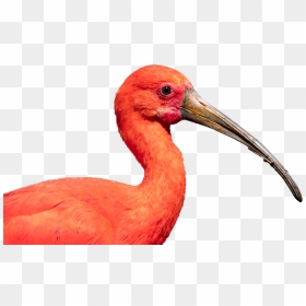 Scarlet Ibis, Bird, Nature, Crane, Beak, Ibis, Wildlife - Scarlet Ibis Png, Transparent Png - crane bird png