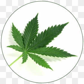 Cannabis Laws In Mauritius, HD Png Download - hemp leaf png