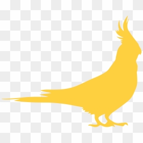 Parakeets » - Chicken, HD Png Download - parakeet png
