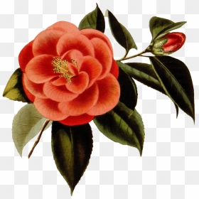 Japanese Camellia, HD Png Download - flowerpng