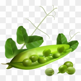 Peas Clipart Transparent Background - Transparent Background Snap Peas, HD Png Download - carrot clipart png