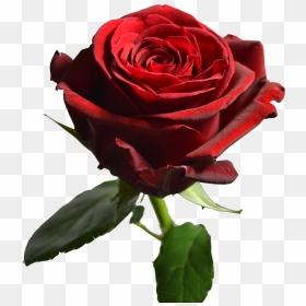 Transparent Red Rose Petals Png - Floribunda, Png Download - red rose petals png
