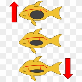 Transparent Fish Jumping Out Of Water Clipart - Buoyancy Fish Swim Bladder, HD Png Download - fish jumping out of water png
