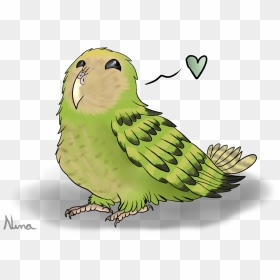 Drawn Parakeet Kakapo - Kakapo Png, Transparent Png - parakeet png
