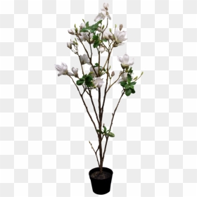 Garden Roses, HD Png Download - magnolia tree png