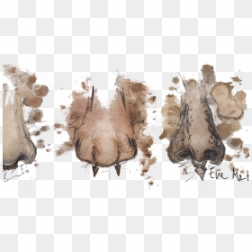 Sketch, HD Png Download - septum piercing png