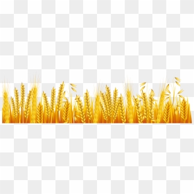 Common Wheat Ear Drawing - Cartoon Wheat Field Png, Transparent Png - wheat field png