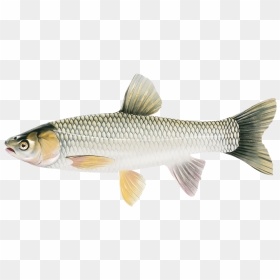 Grass Carp Illustration - Grass Carp, HD Png Download - fish jumping out of water png