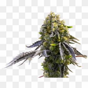 Autoflowering Cannabis, HD Png Download - angry gorilla png
