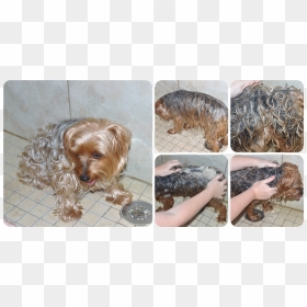 Yorkie Splash Wash - Silky Terrier, HD Png Download - yorkie png