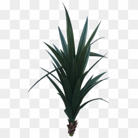 Yucca , Png Download - Yucca Schidigera Png, Transparent Png - yucca png