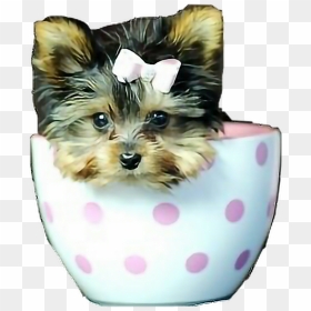 Poppies Poppy Teacuppuppy Yorkie Yorkiepuppies Dog - Teacup Smallest Dogs In The World, HD Png Download - yorkie png
