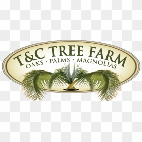 T&c Tree Farm, Inc - Sabal Minor, HD Png Download - magnolia tree png