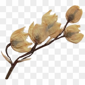 Rosa Glauca, HD Png Download - magnolia tree png