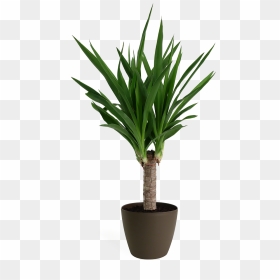 Yucca Cane Small - Indoor Shade Loving Plants, HD Png Download - yucca png