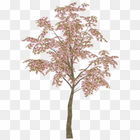European Michaelmas Daisy, HD Png Download - magnolia tree png