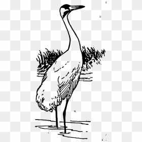Whooping Crane Clip Arts - Clipart Black And White Crane, HD Png Download - crane bird png