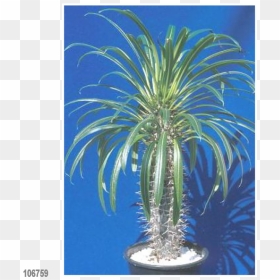 Transparent Yucca Plant Png - Madagascar Palme, Png Download - yucca png