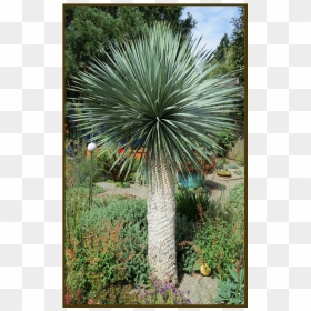 Picture - Yucca Rostrata Palm, HD Png Download - yucca png