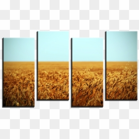 Wheat Field 4 Panel Canvas Print - Field, HD Png Download - wheat field png