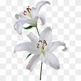 Lily Transparent White - Lilies Png, Png Download - white lily png