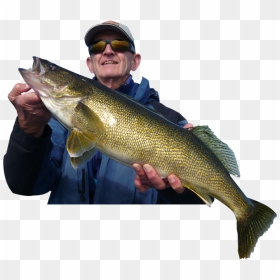 Transparent Walleye Fish Clipart - Walleye Fishing, HD Png Download - walleye png