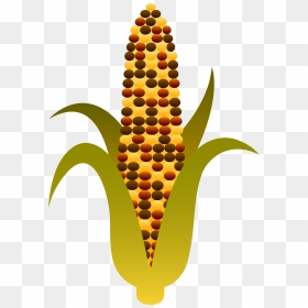 Indian Harvest Corn Maize - Clipart Indian Corn, HD Png Download - corn on the cob png